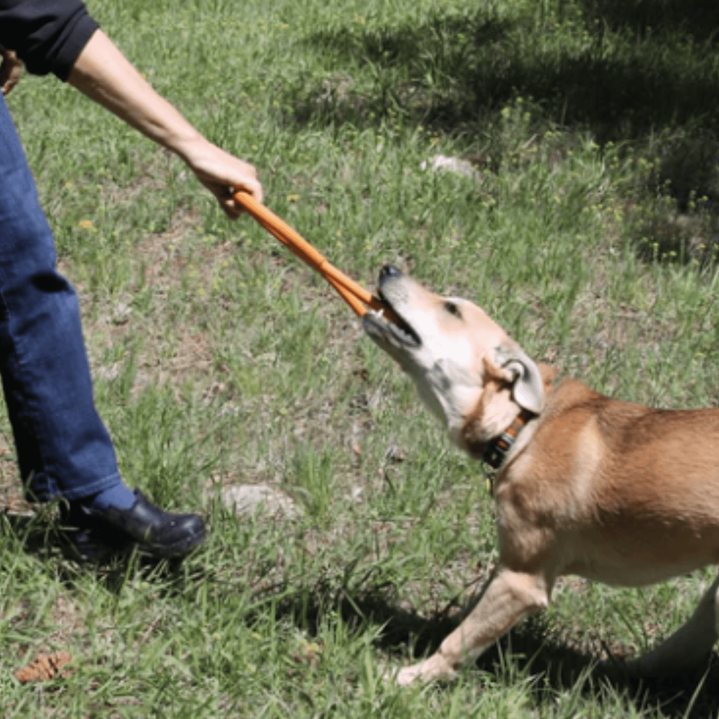 Dog playing tug with a person outdoors on grass