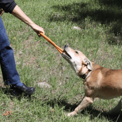 Dog playing tug with a person outdoors on grass
