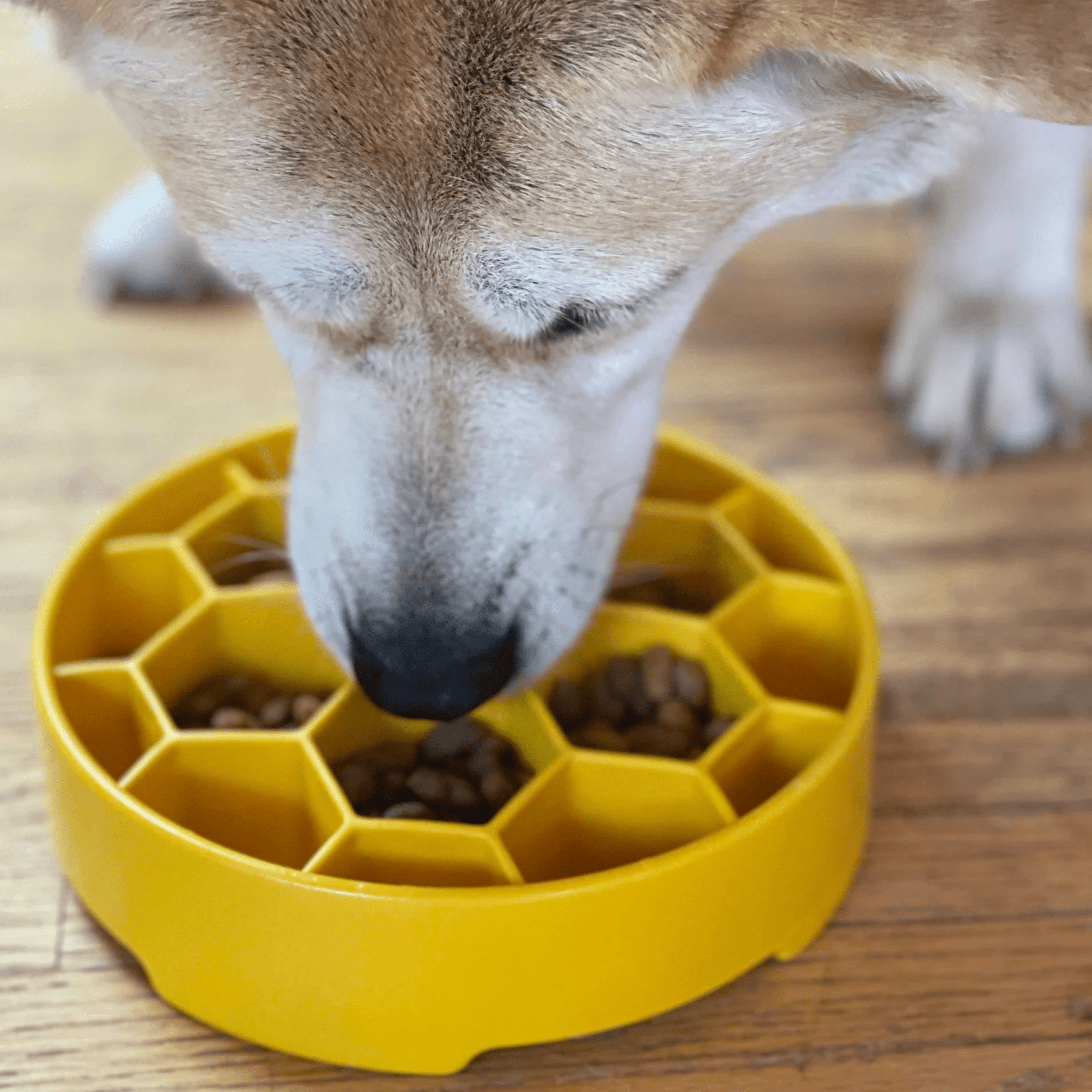Dog eating from a yellow slow feeder bowl on a wooden floor