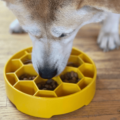 Dog eating from a yellow slow feeder bowl on a wooden floor