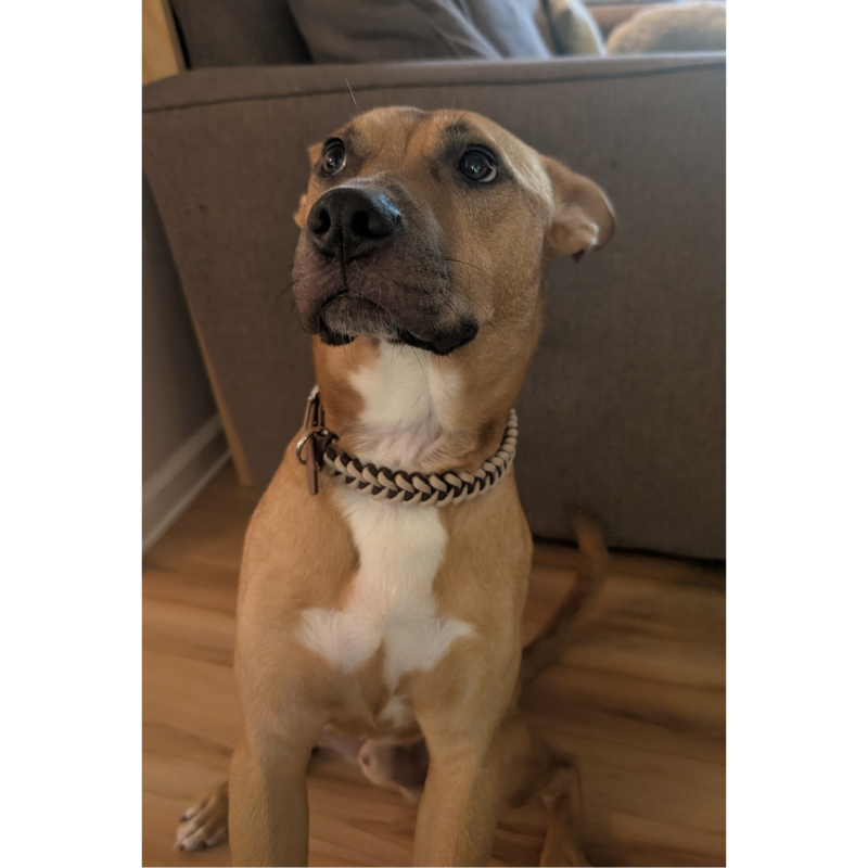 Dog wearing a collar sitting on a wooden floor with a neutral background