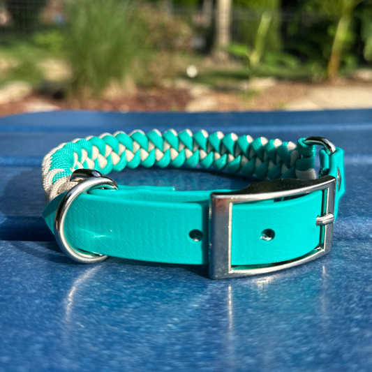 Teal dog collar with a metal buckle on a blue surface