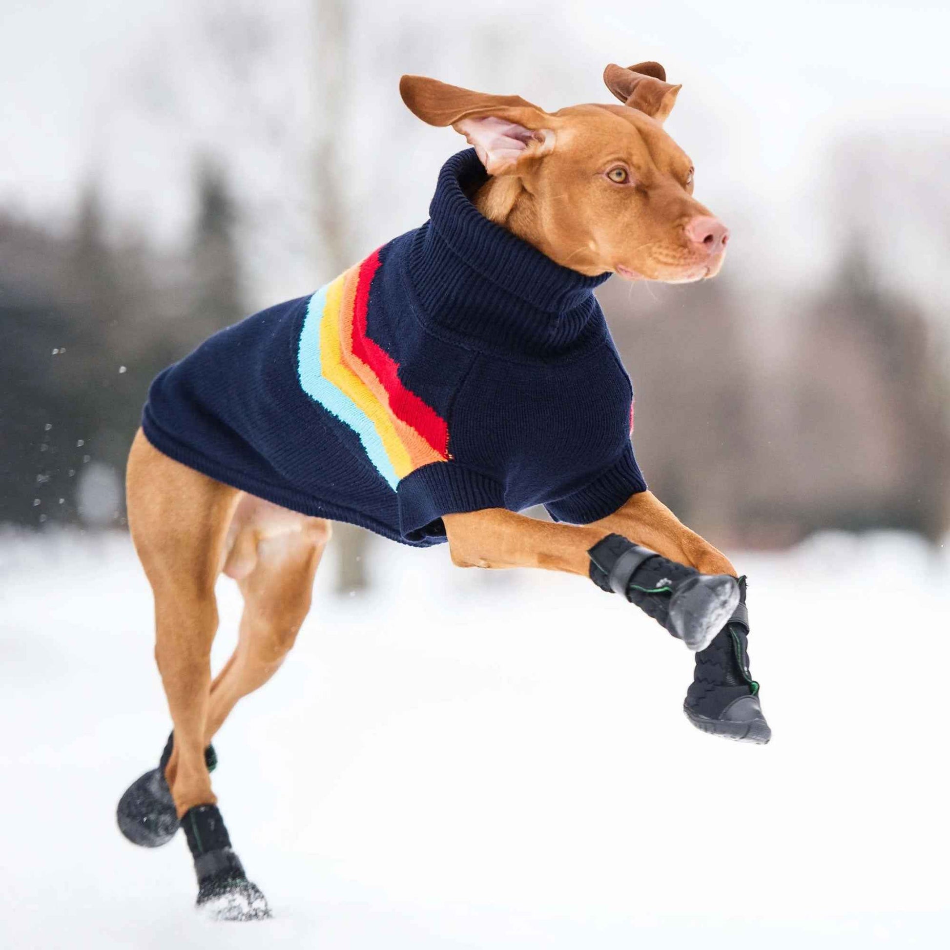 Elasto-Fit Dog Boots - Black on brown dog with sweater on in snow