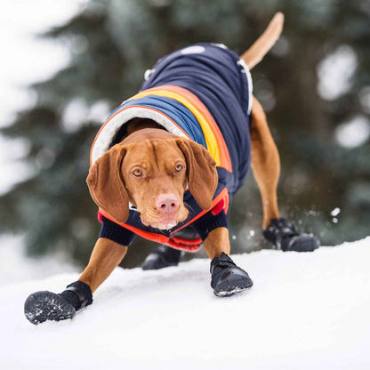 Elasto-Fit Dog Boots - Black on brown dog with coat on in snow