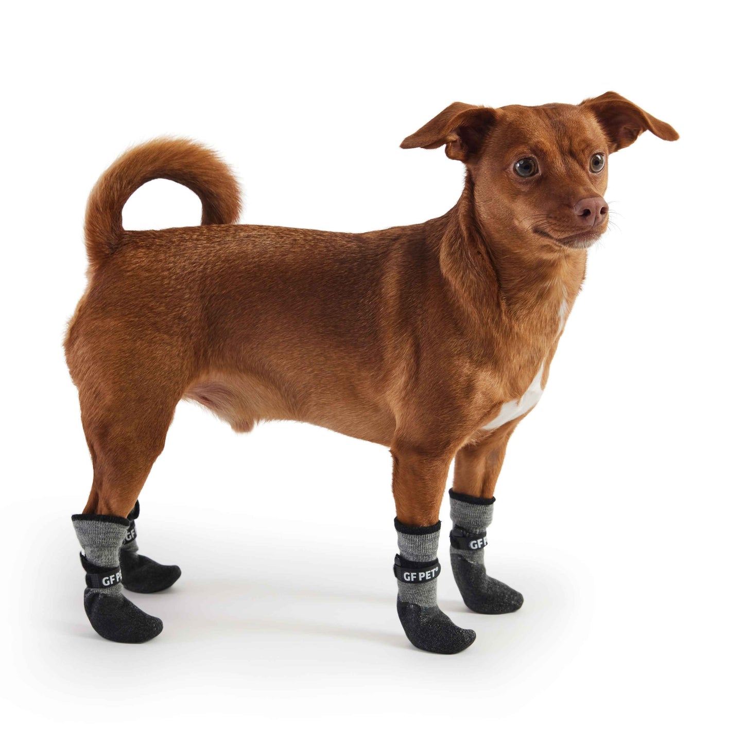 Dog wearing gray boots on a white background