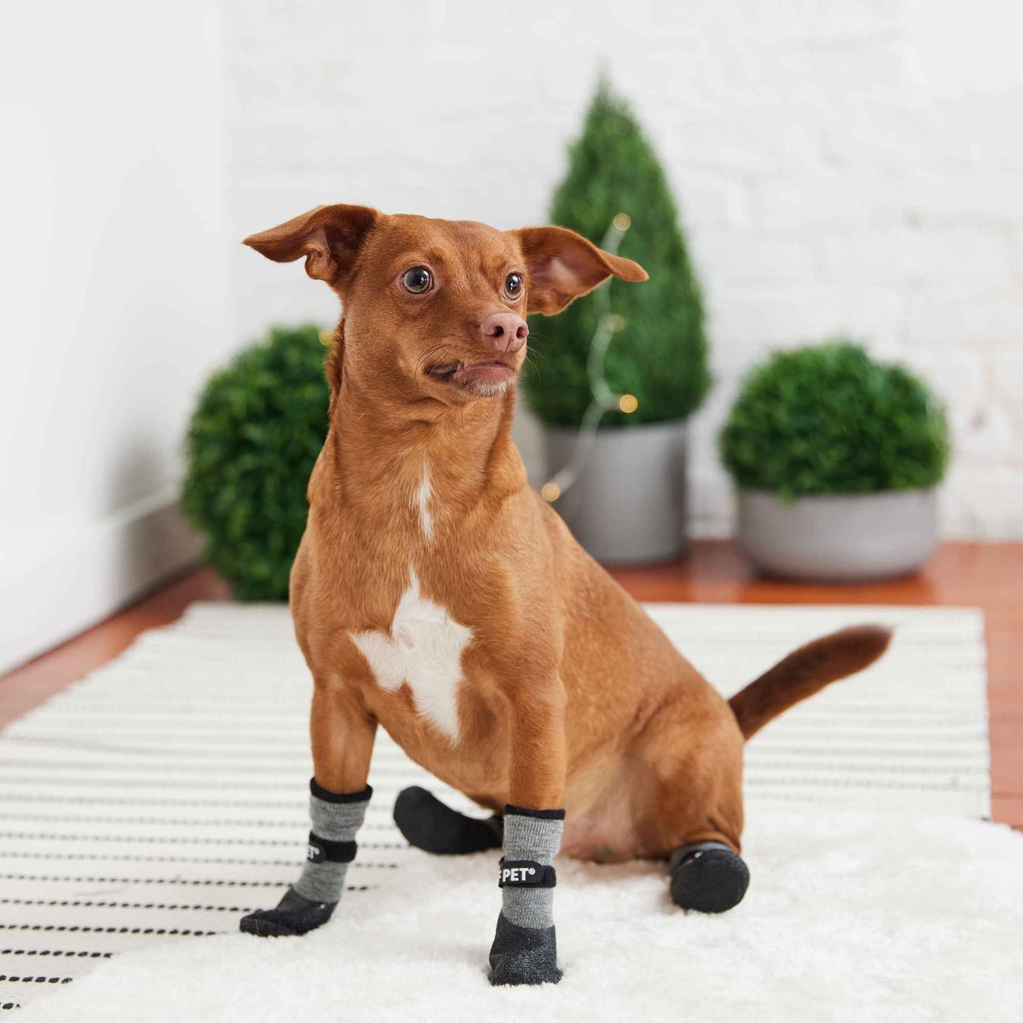 All Terrain Dog Boots on brown dog