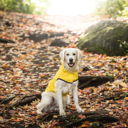 Dog wearing a yellow raincoat sitting on a leaf-covered ground with rocks and trees in the background.