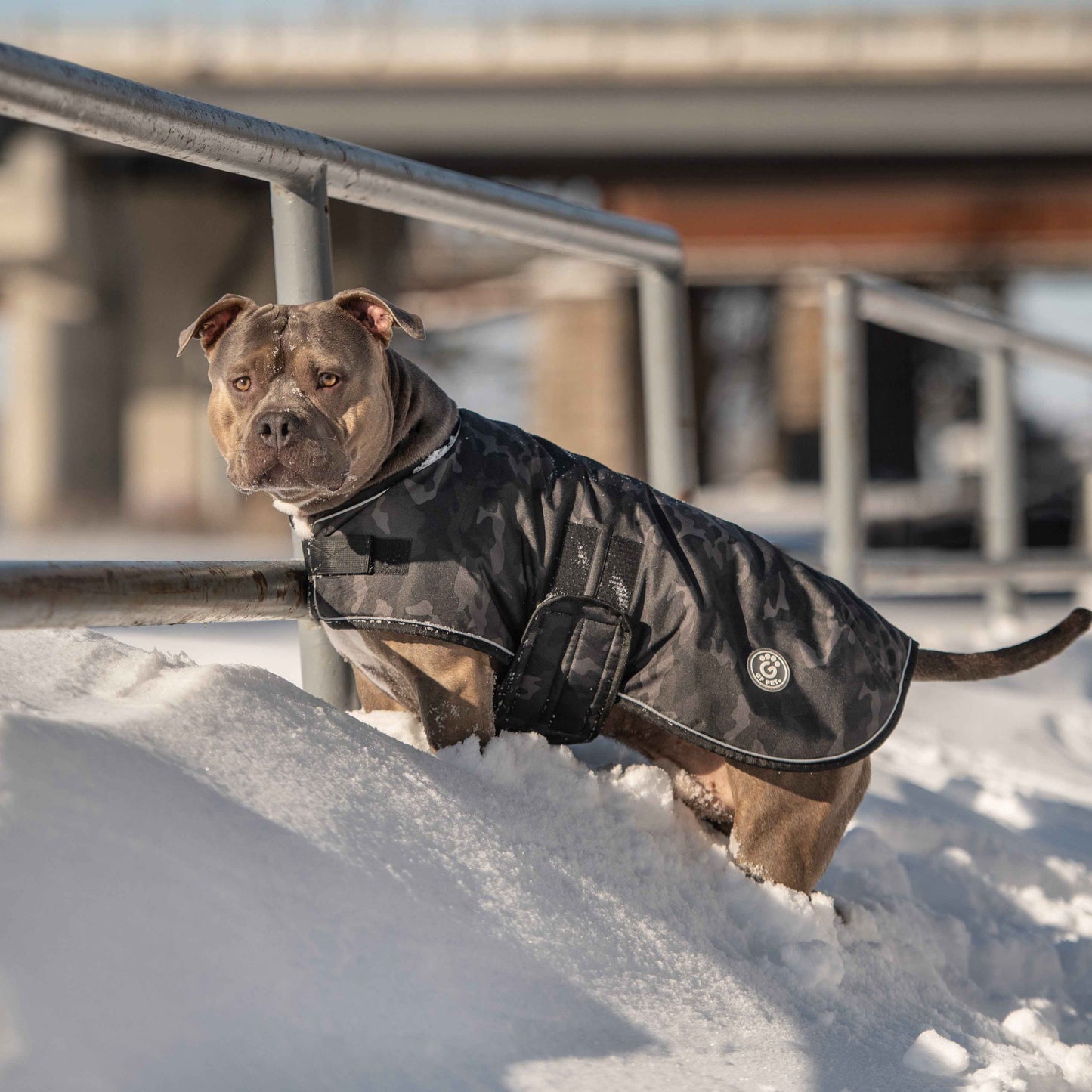 Blanket Jacket - Camo on brown dog in snow