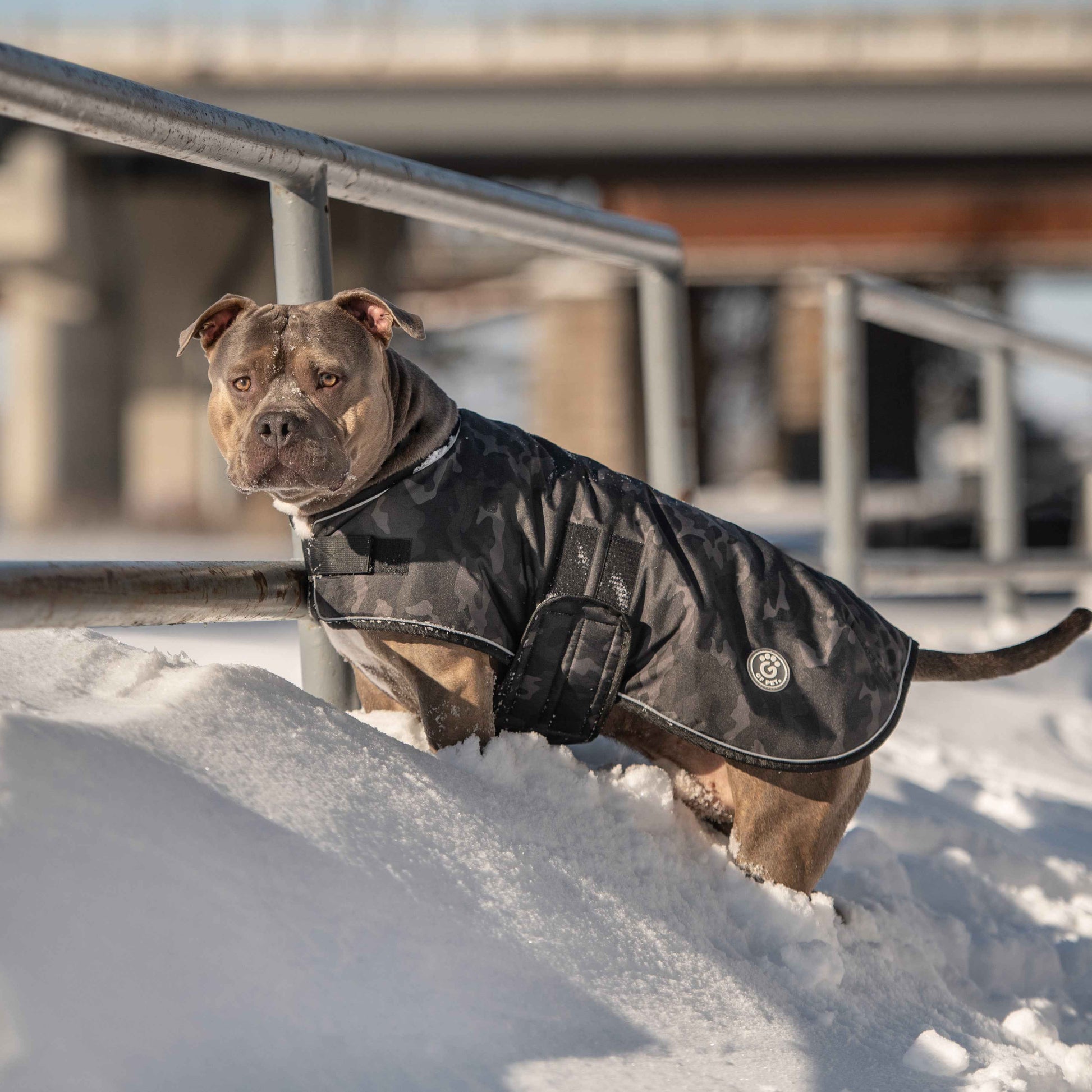 Blanket Jacket - Camo on brown dog in snow
