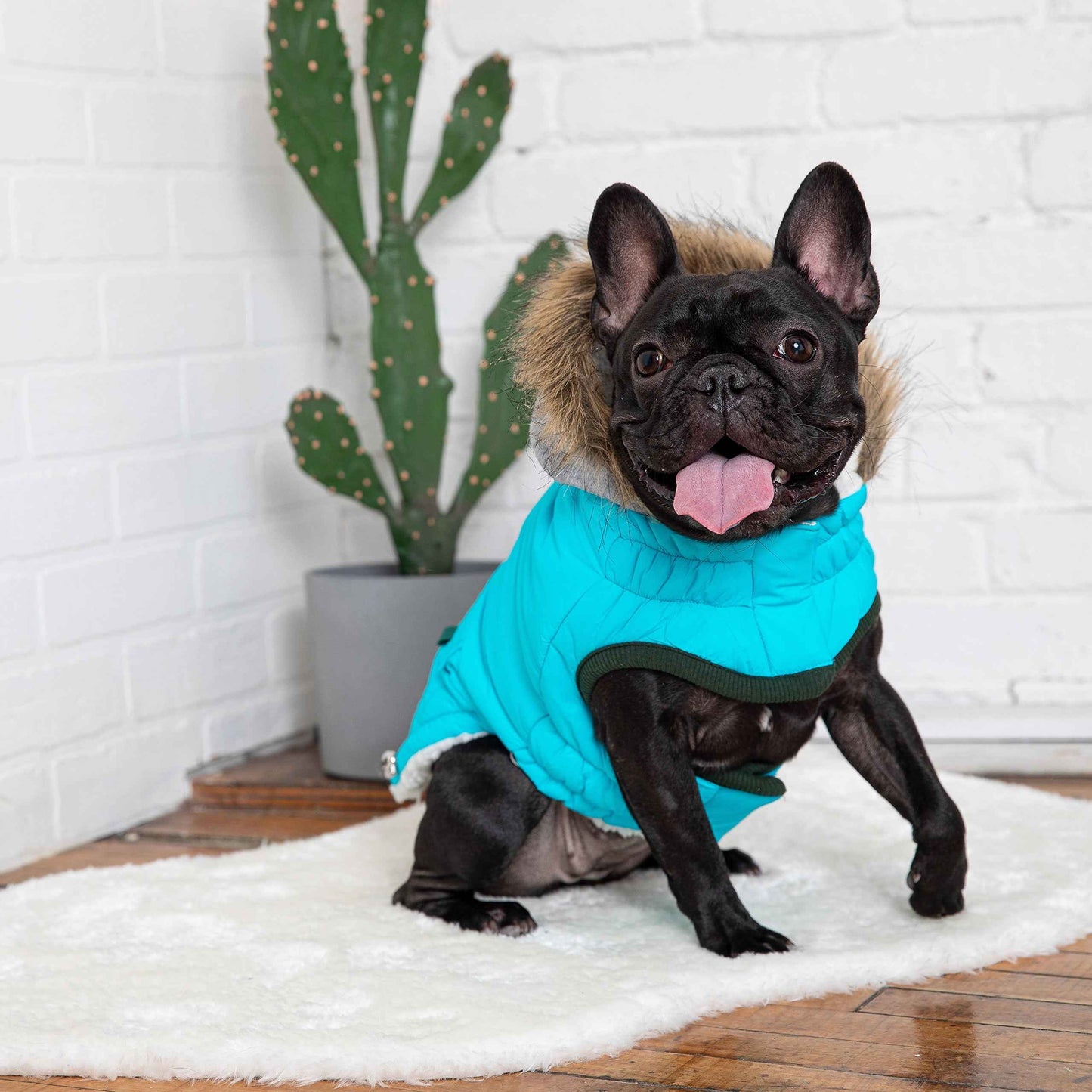 Winter Sailor Parka - Aqua on small black dog