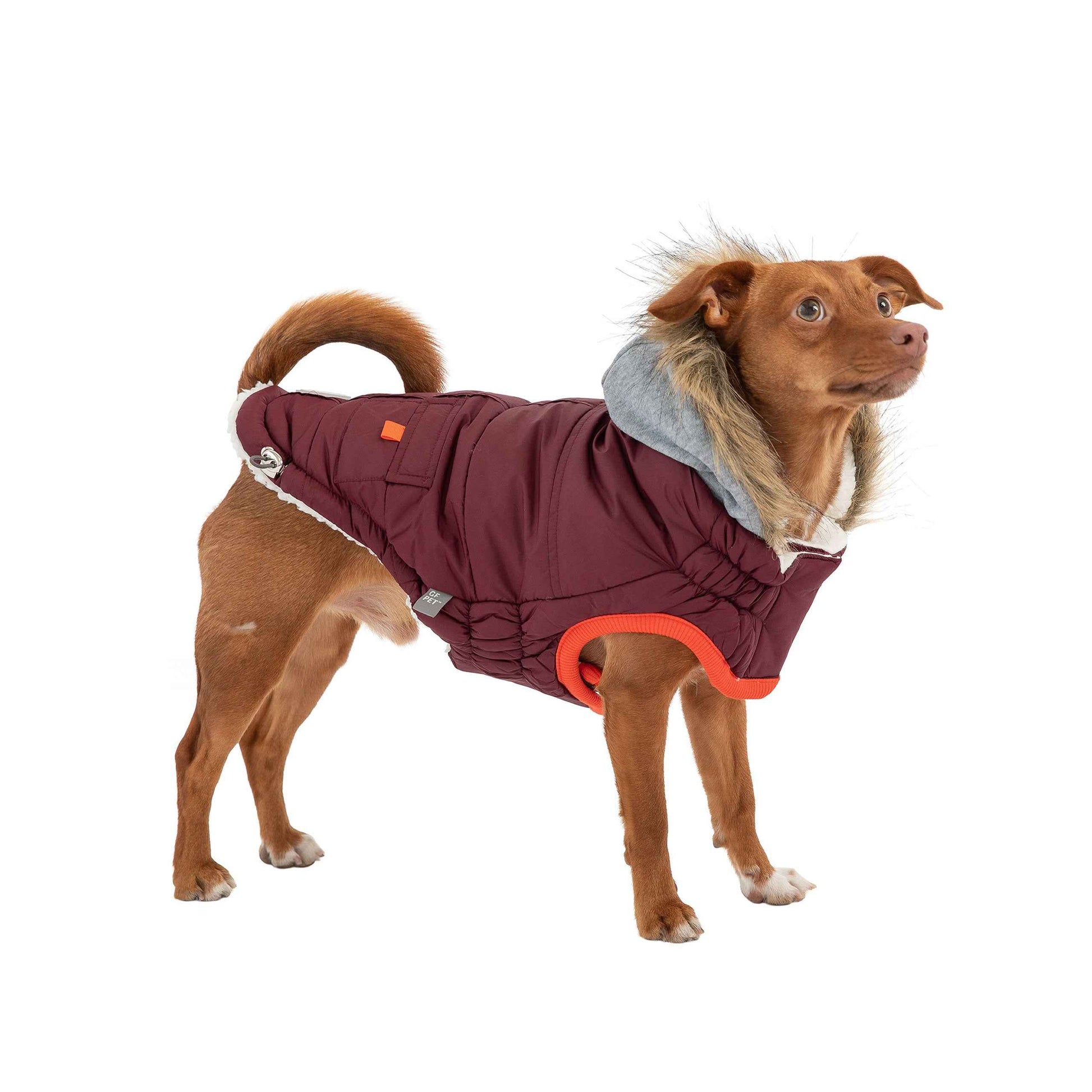 Winter Sailor Parka - Burgundy on small brown dog