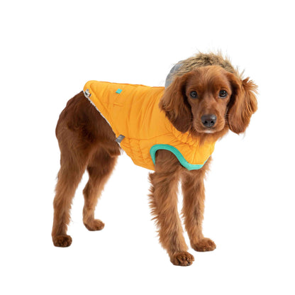 Winter Sailor Parka - Yellow in small brown dog