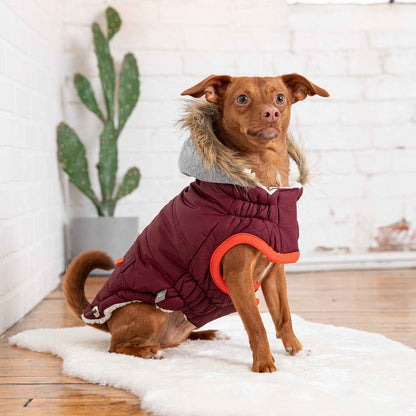 Winter Sailor Parka - Burgundy on small brown dog in living room