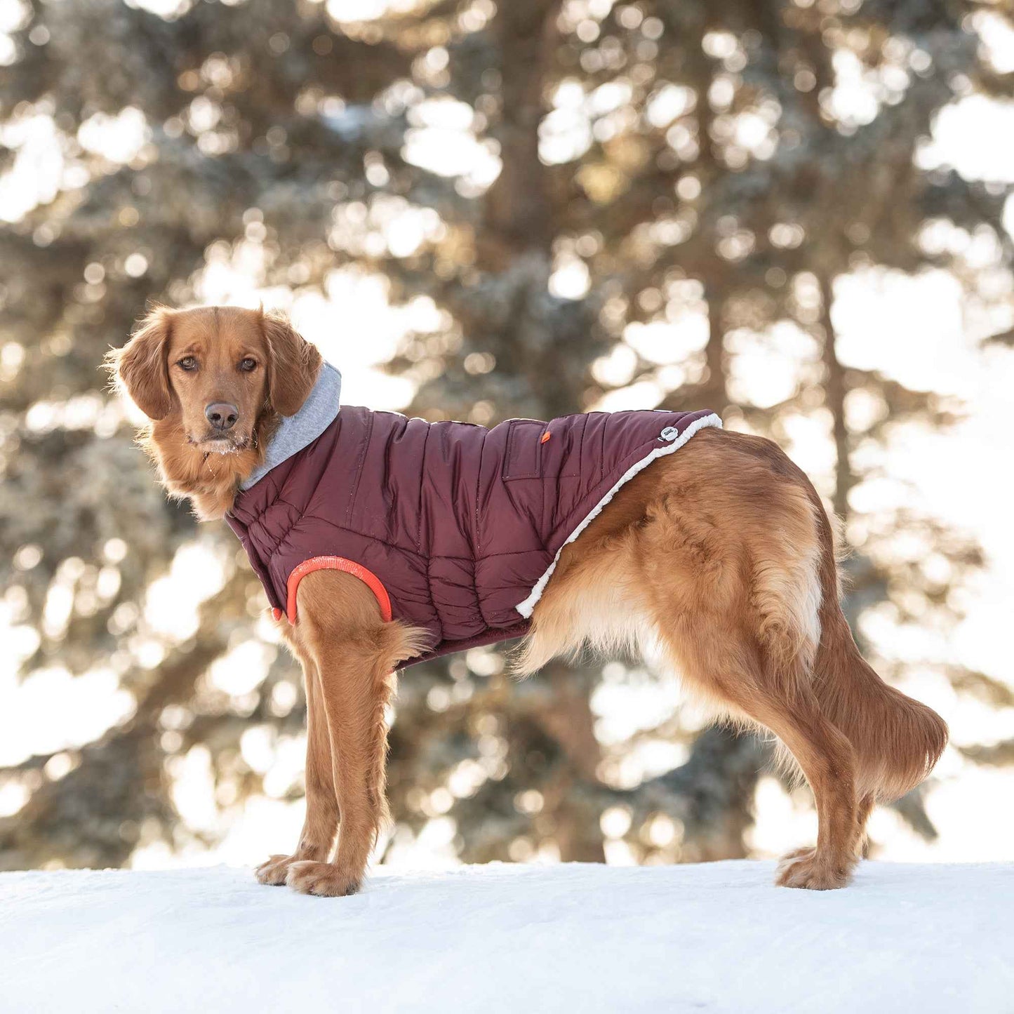 Winter Sailor Parka - Burgundy on large brown dog in snow