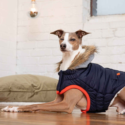 Winter Sailor Parka - Navy on brown dog in living room