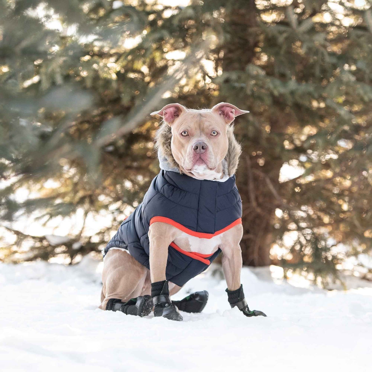 Winter Sailor Parka - Navy on brown dog in snow