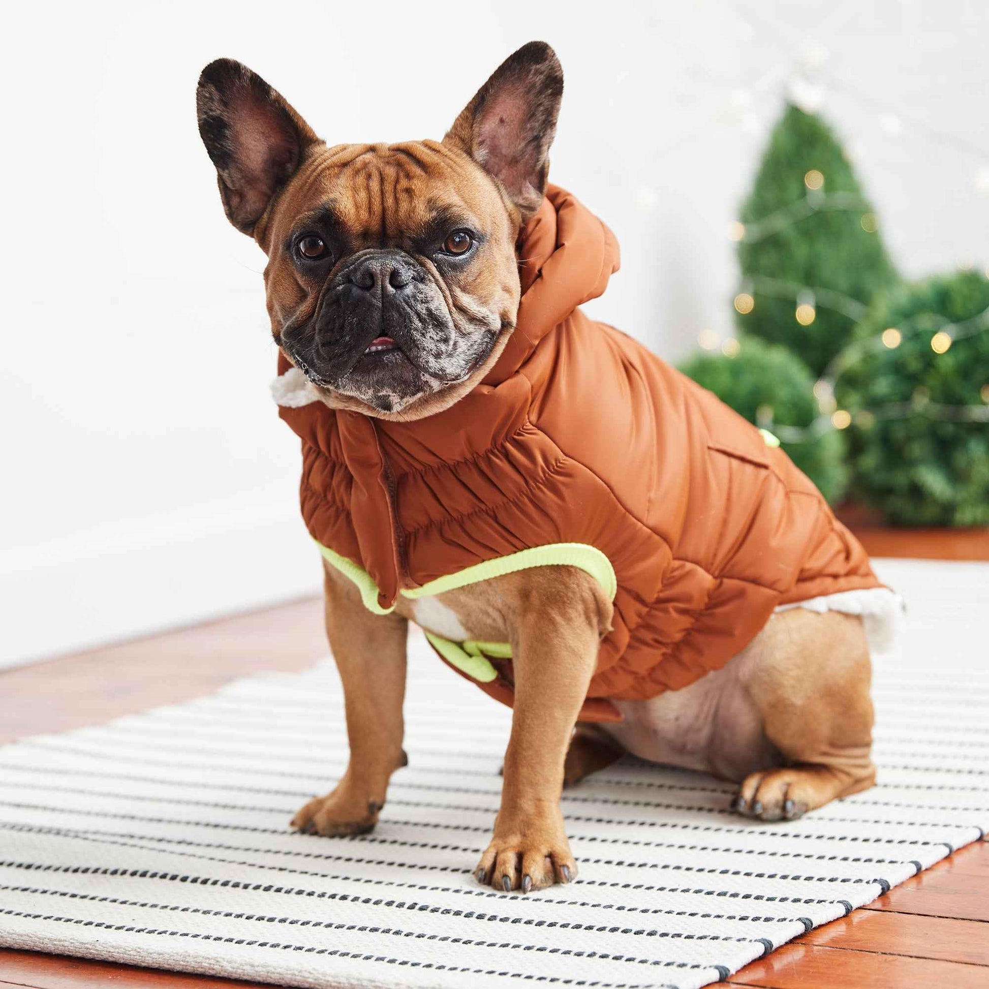 The Puff Parka - Hazel on small brown dog