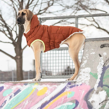 The Puff Parka - Hazel on large brown dog outside standing on skateboard ramp