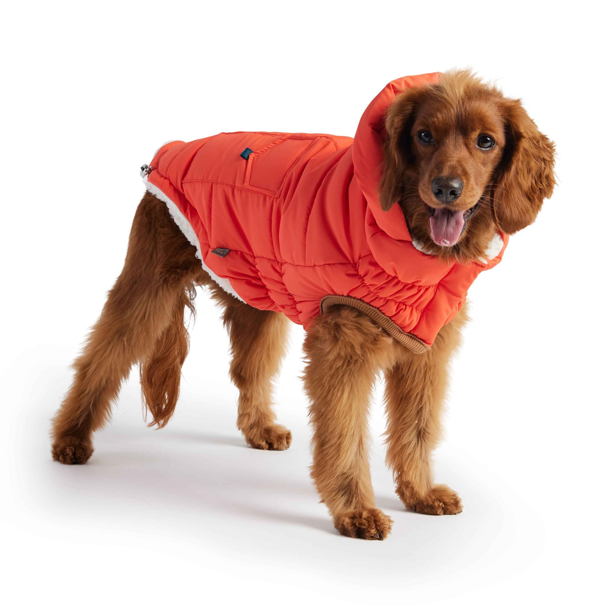 The Puff Parka - Orange on brown dog