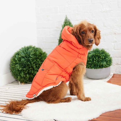 The Puff Parka - Orange on brown dog sitting on white rug