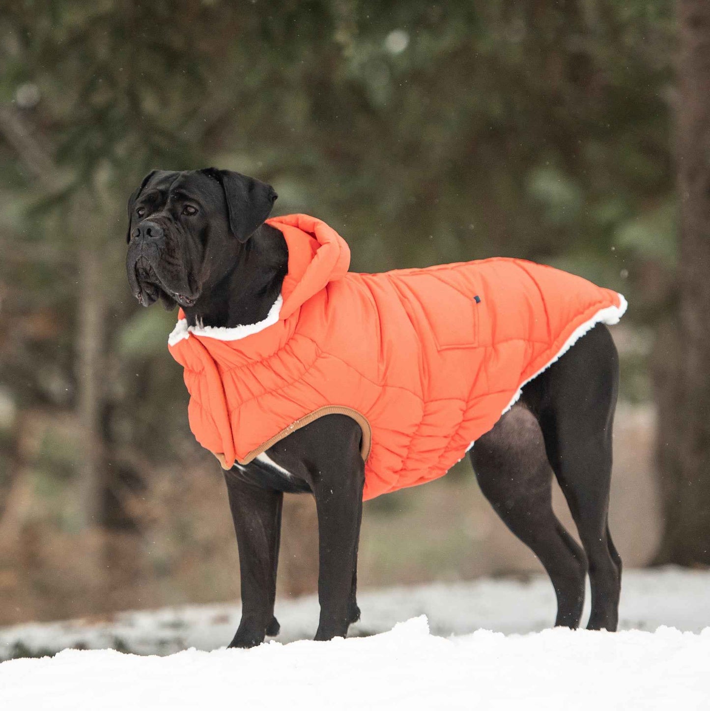 The Puff Parka - Orange on large black dog outside in snow