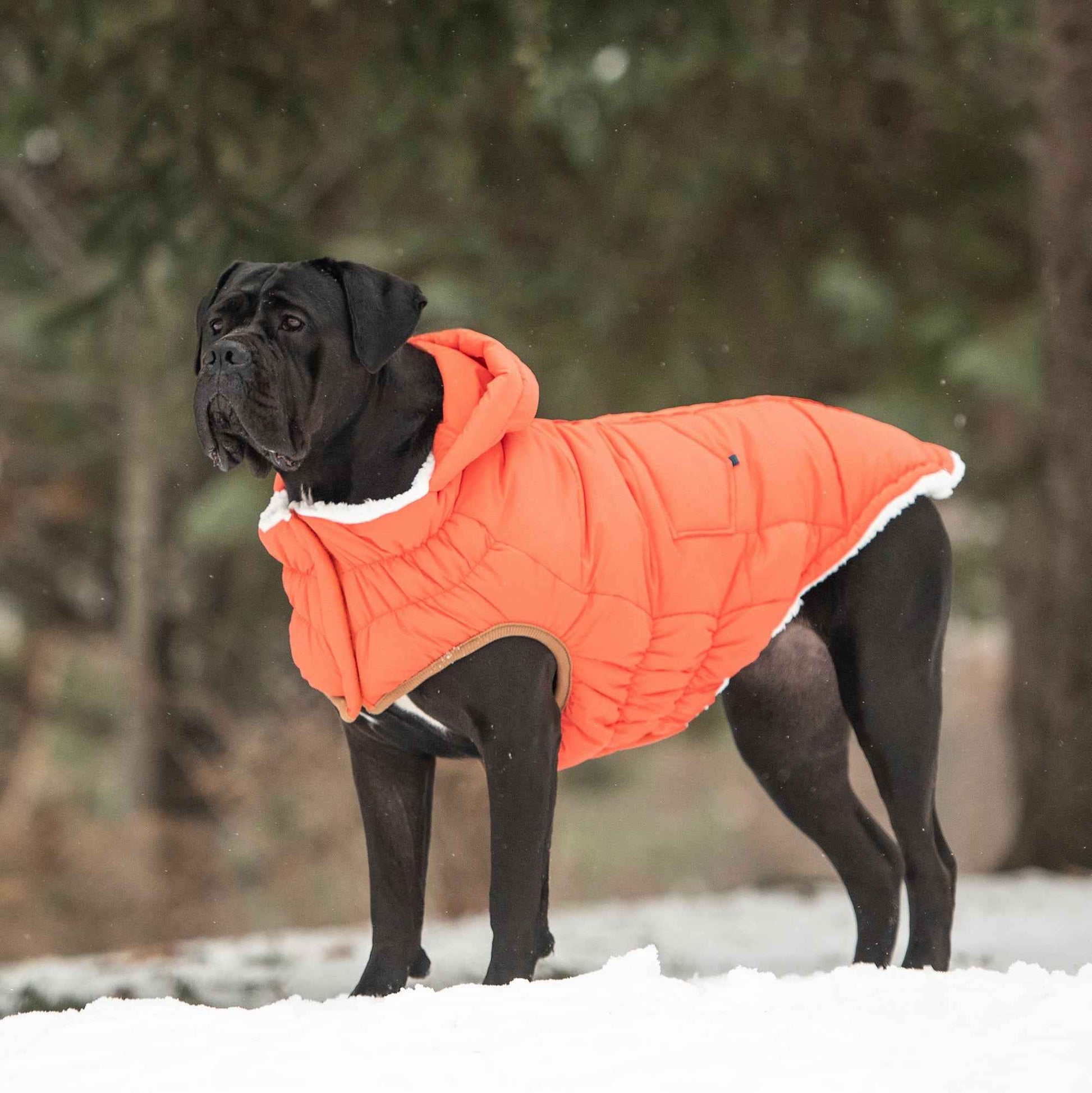 The Puff Parka - Orange on large black dog outside in snow