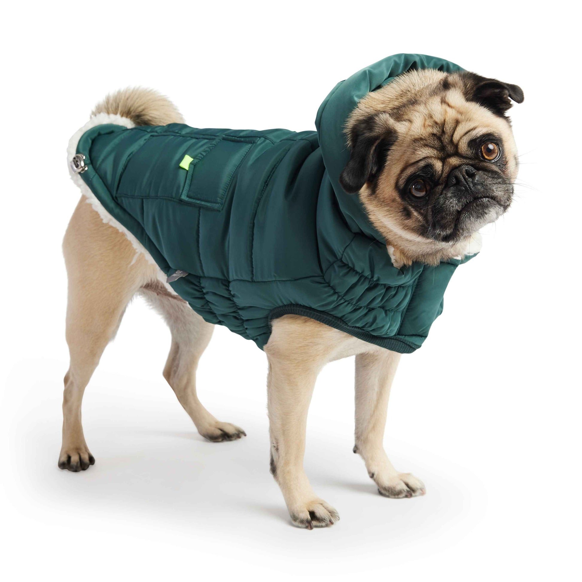 The Puff Parka - Teal on small brown dog