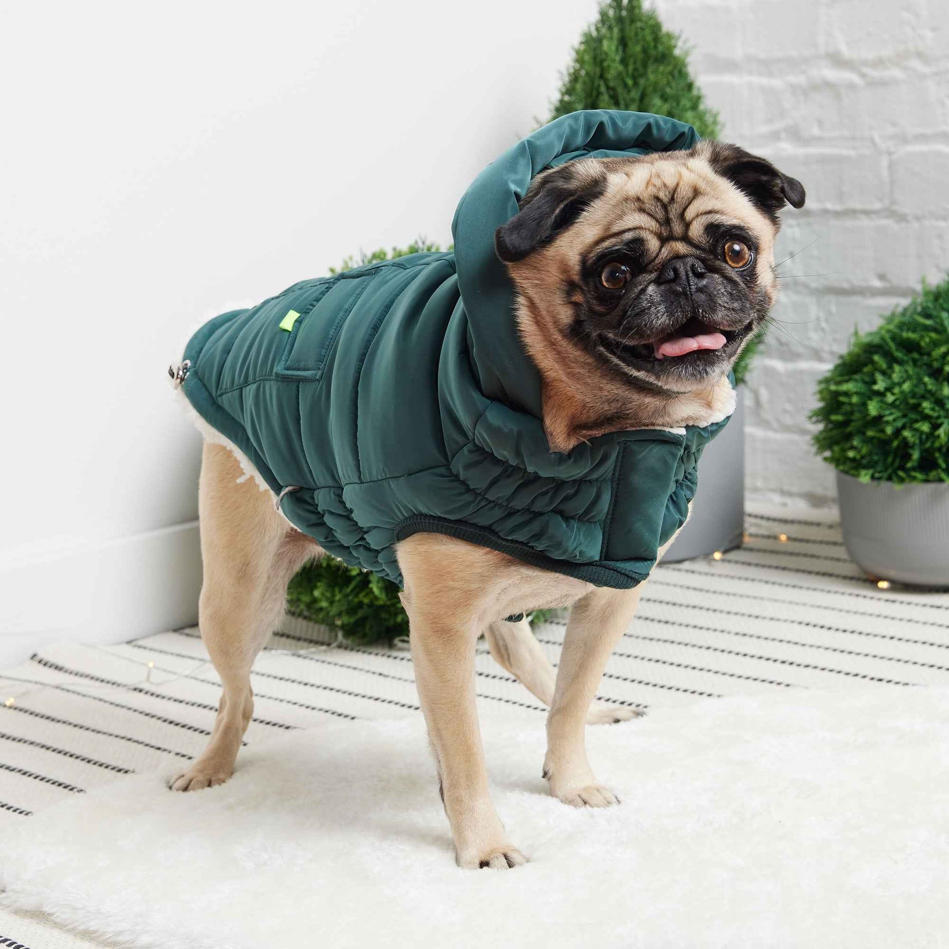 The Puff Parka - Teal on small brown dog on rug