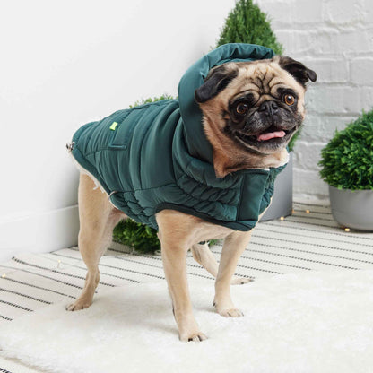 The Puff Parka - Teal on small brown dog on rug