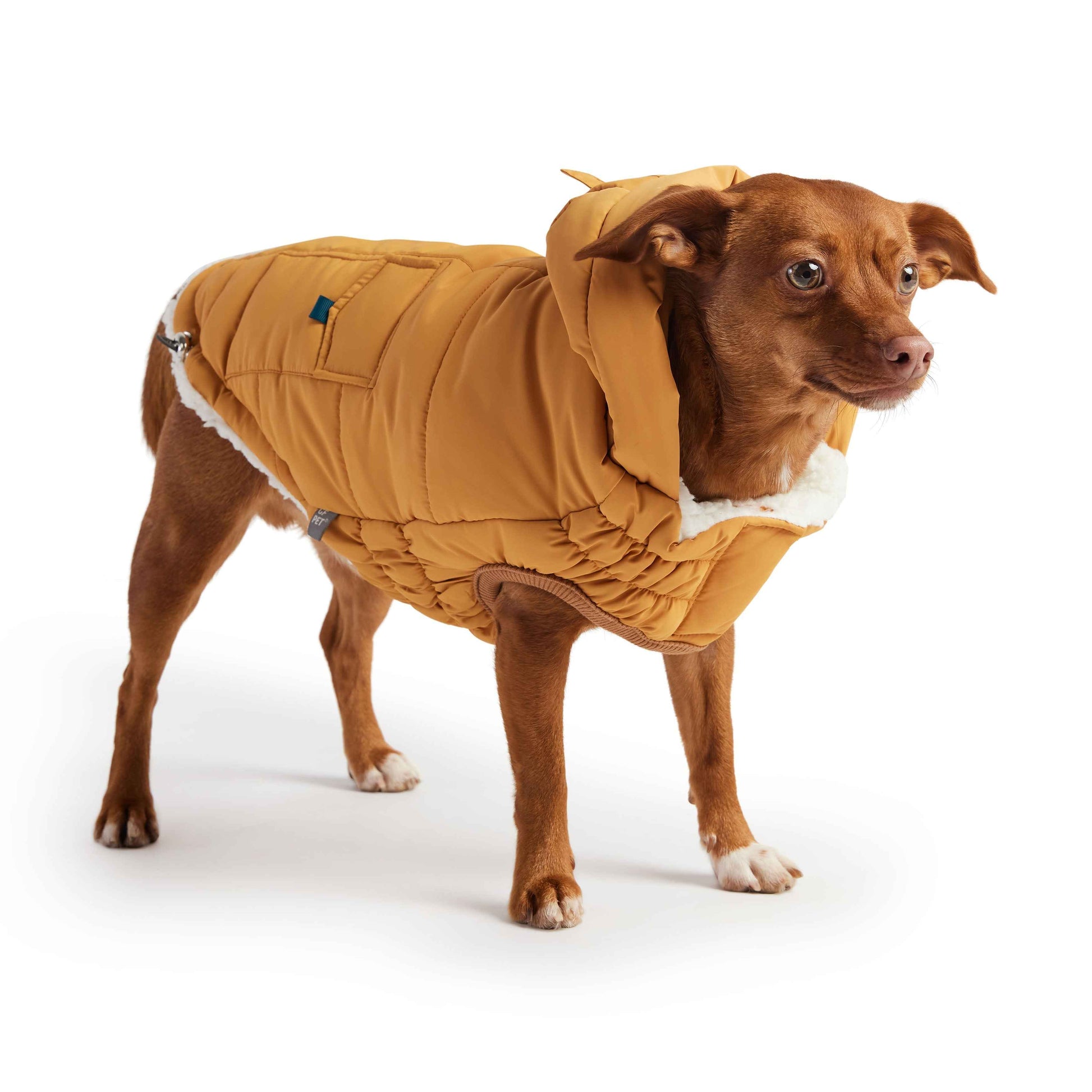 The Puff Parka - Yellow on small brown dog