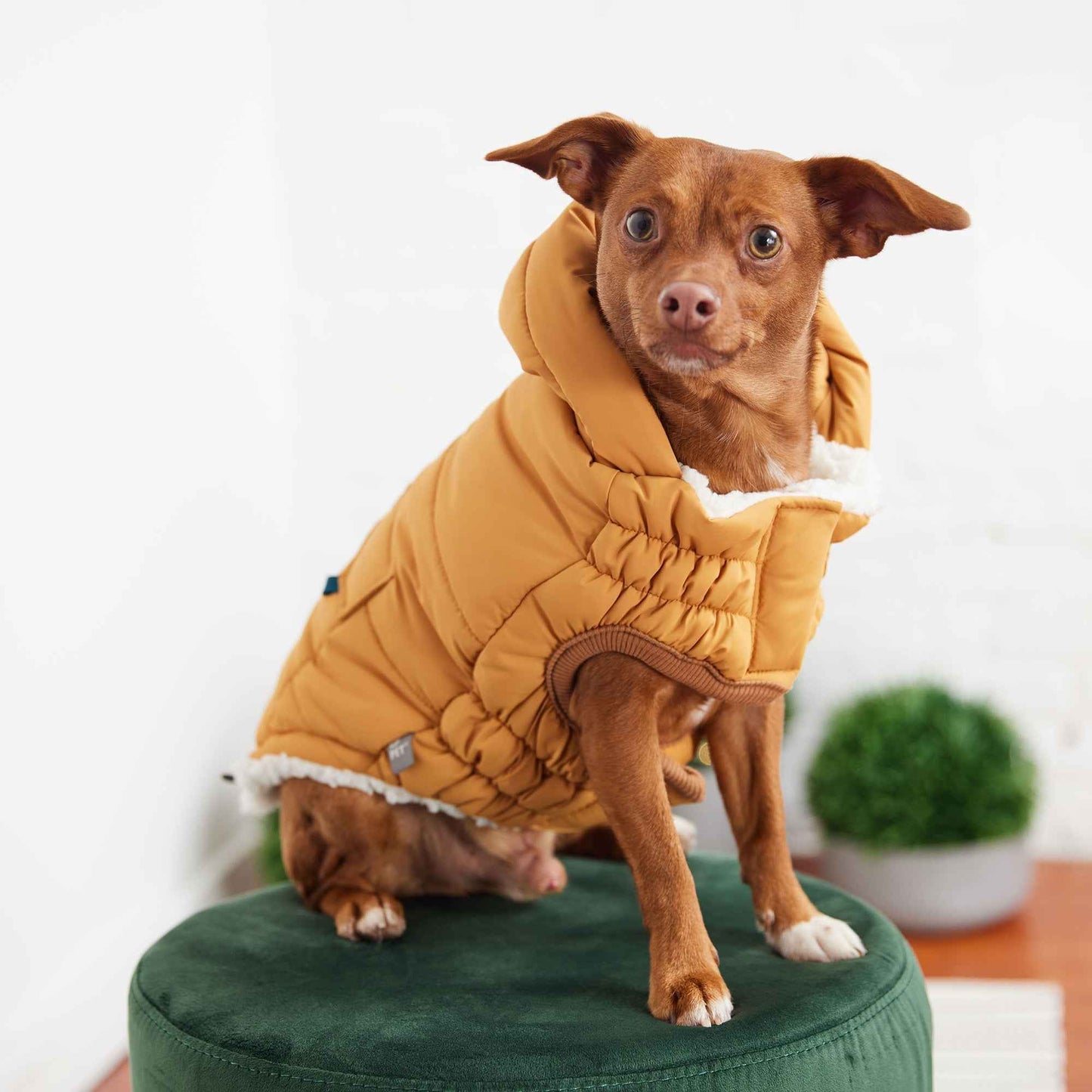 The Puff Parka - Yellow on small brown dog sitting on green stool