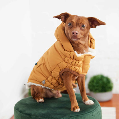 The Puff Parka - Yellow on small brown dog sitting on green stool