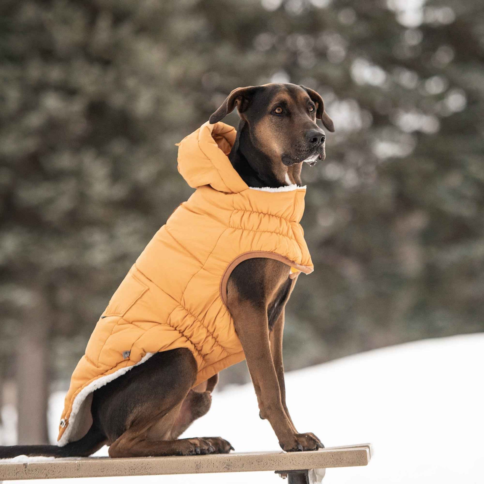 The Puff Parka - Yellow on dark brown large dog sitting on bench outside with snow in background