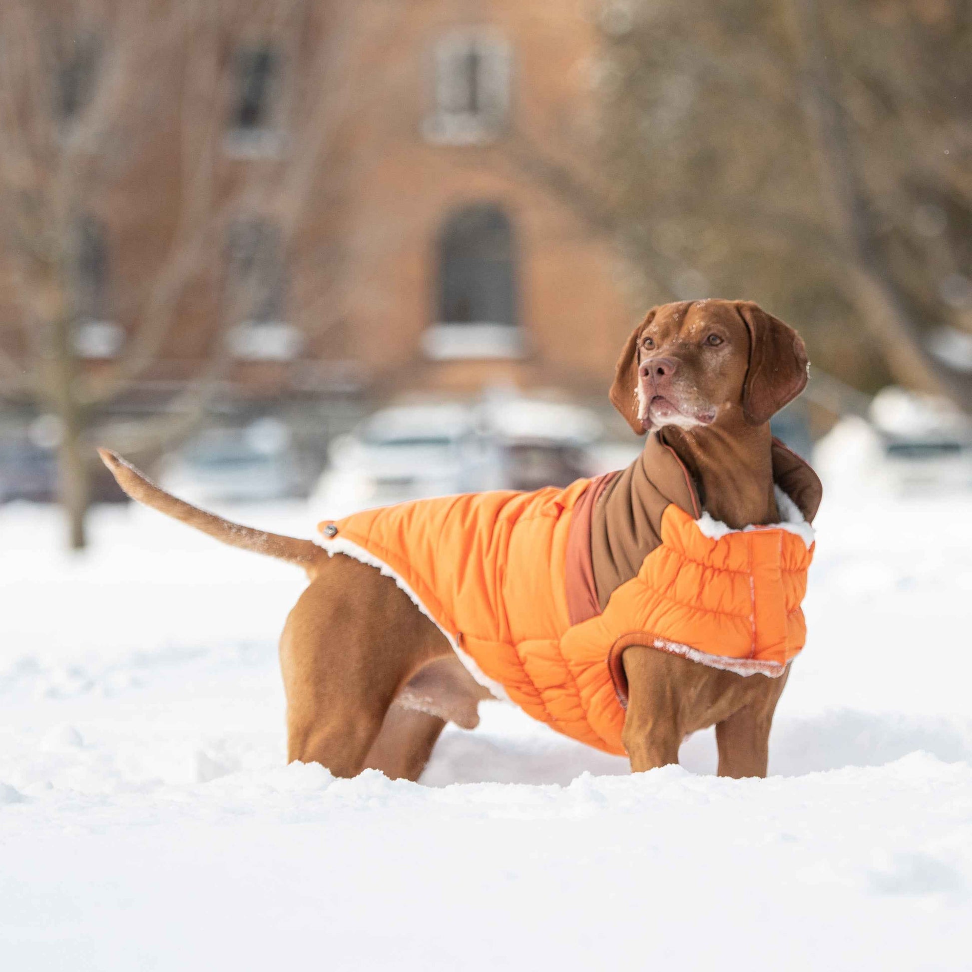Camplife Puffer - Orange on brown dog in snow