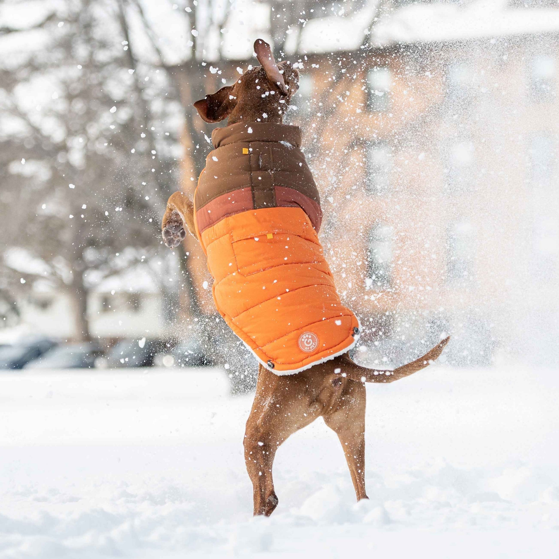 Camplife Puffer - Orange on brown dog playing in snow