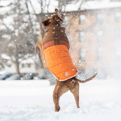 Camplife Puffer - Orange on brown dog playing in snow