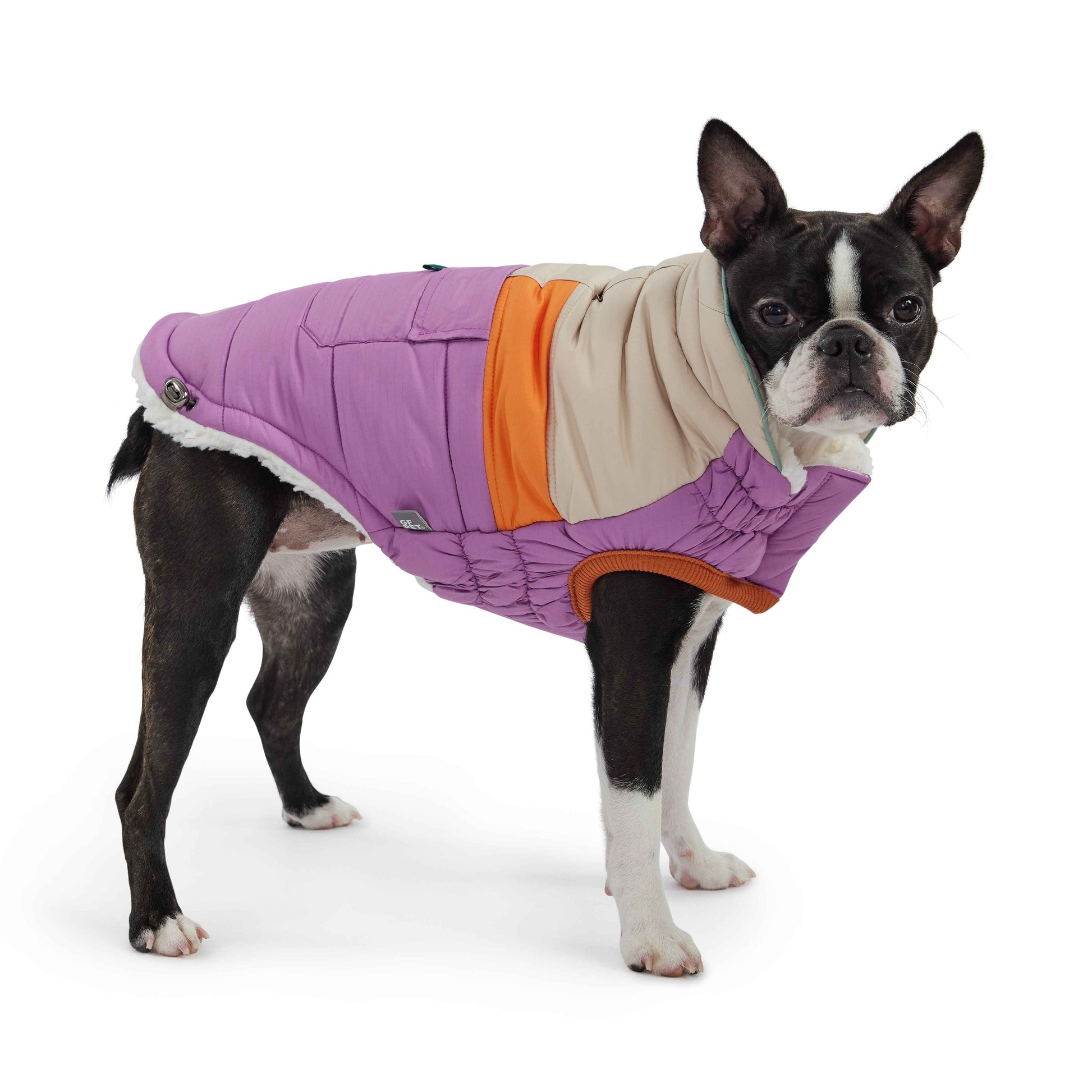 Camplife Puffer - Purple on small black and white dog