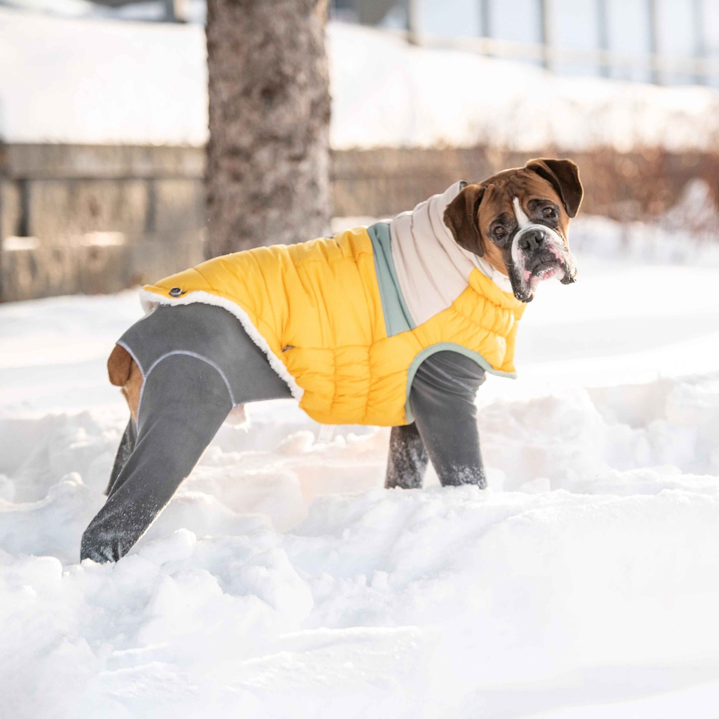 Camplife Puffer - Yellow on boxer dog in snow