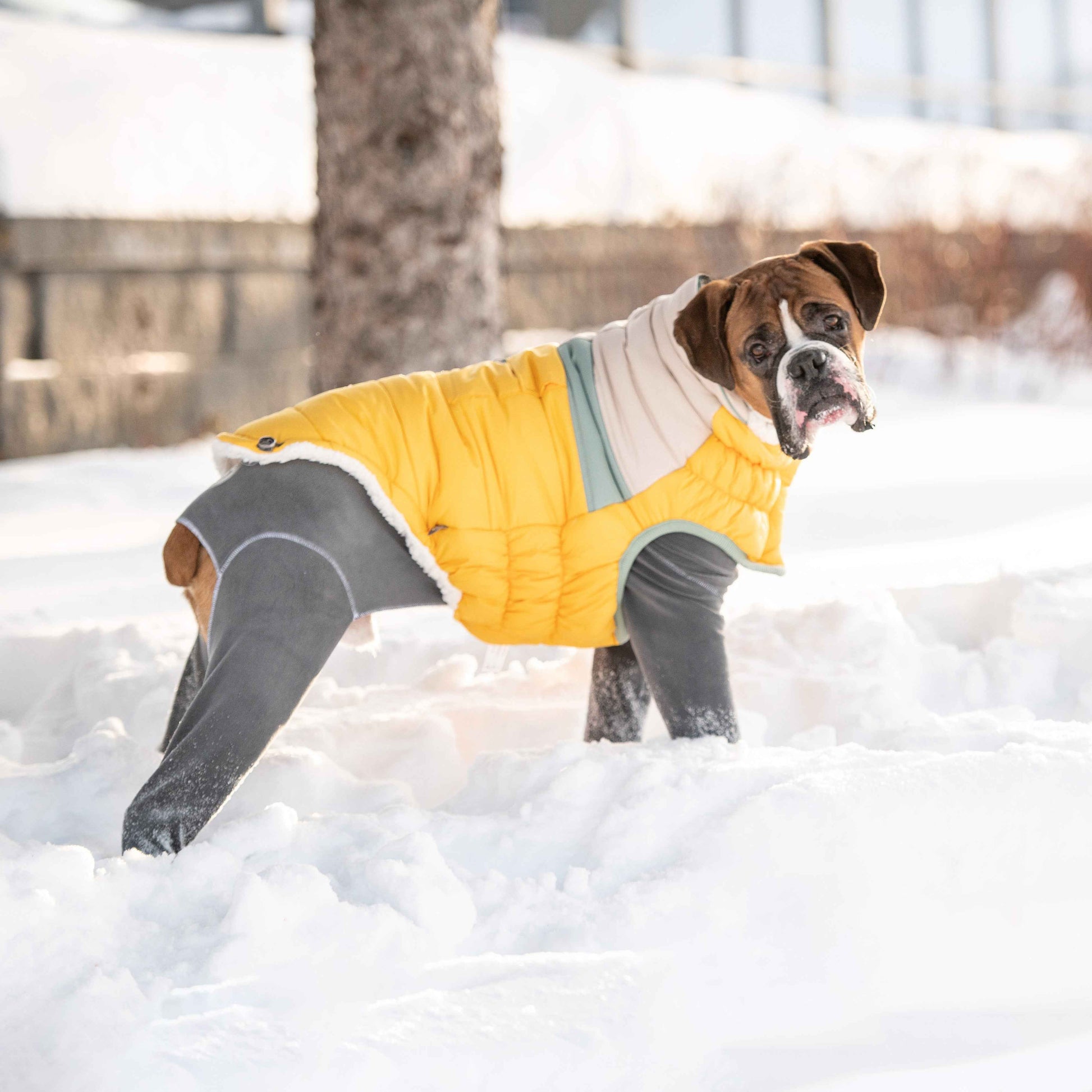 Camplife Puffer - Yellow on boxer dog in snow