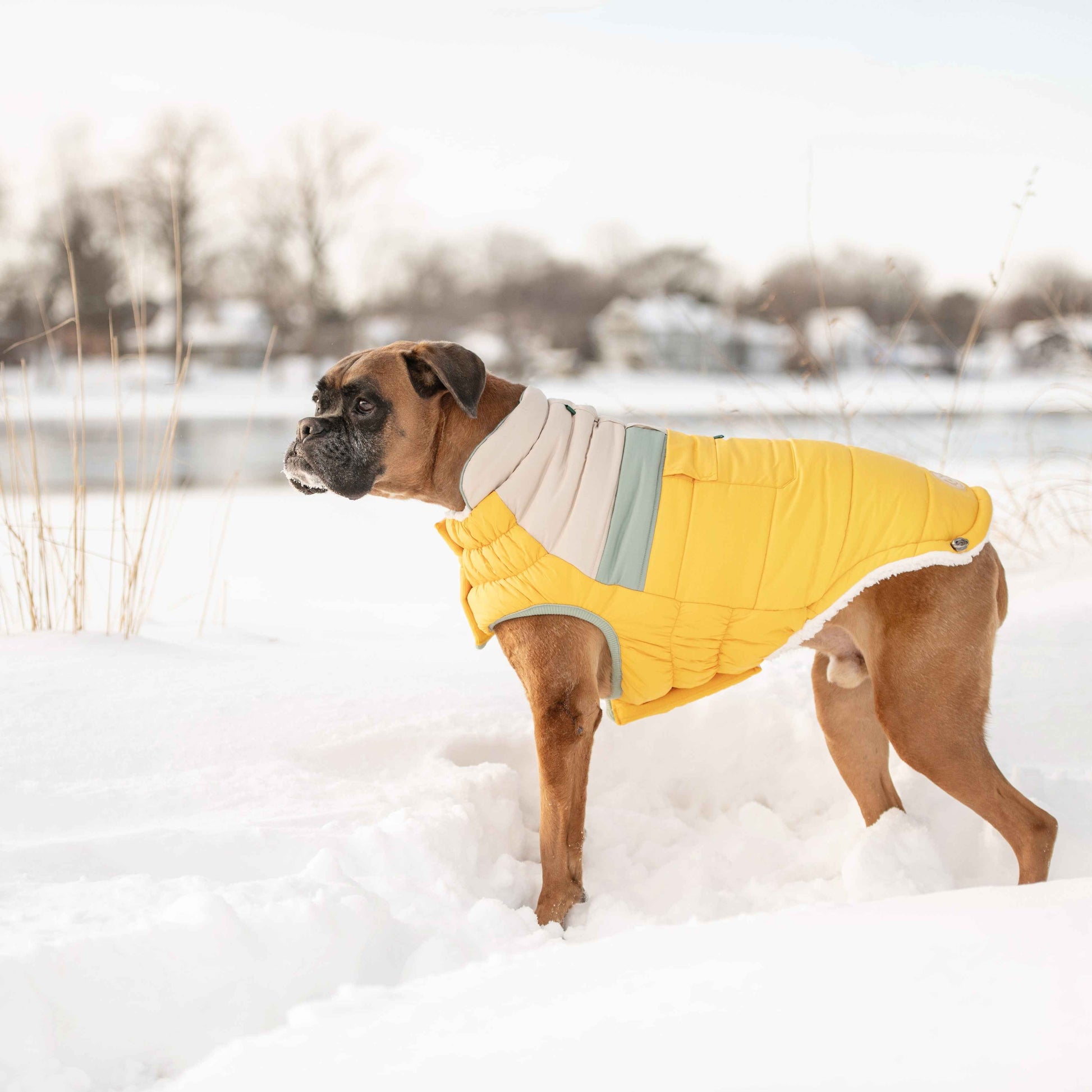 Camplife Puffer - Yellow on boxer dog in snow