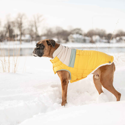 Camplife Puffer - Yellow on boxer dog in snow