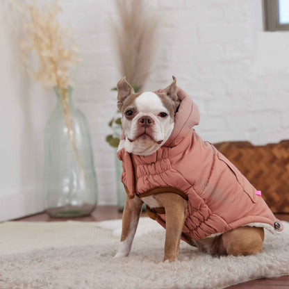Arctic Parka - Clay on small brown and white dog in living room