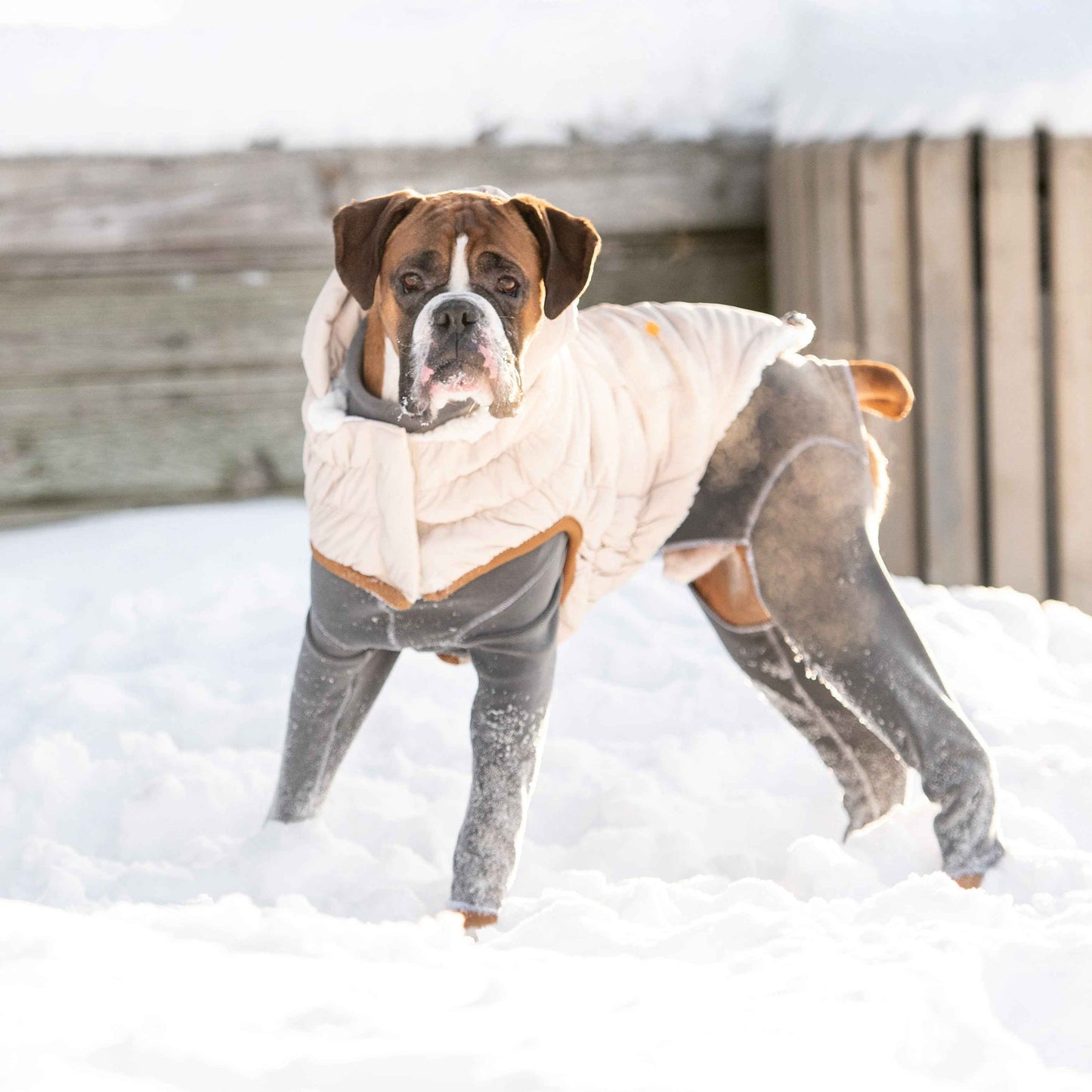 Arctic Parka - Sand on boxer dog in snow