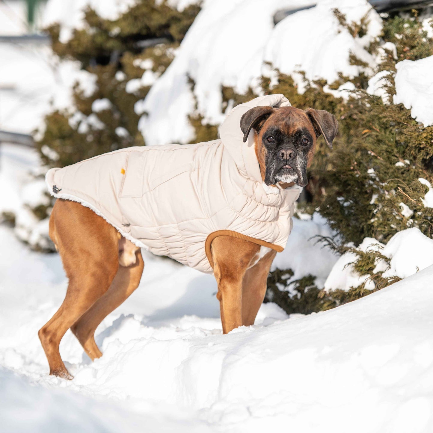 Arctic Parka - Sand on boxer dog in snow