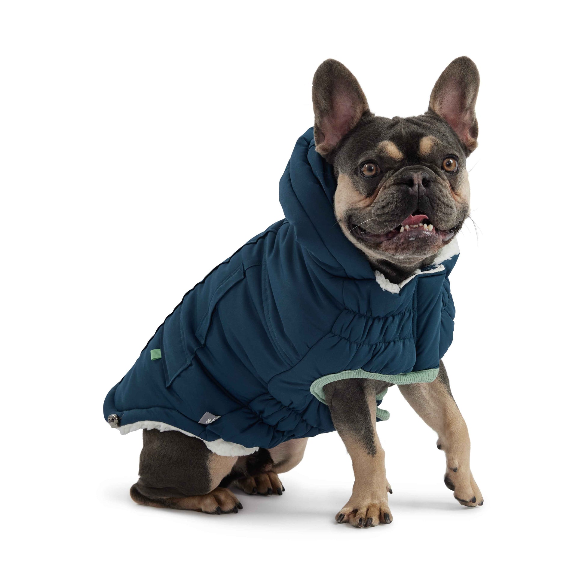 Arctic Parka - Teal on small dog