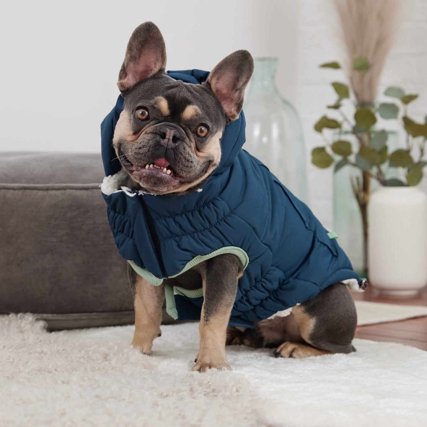 Arctic Parka - Teal on small dog