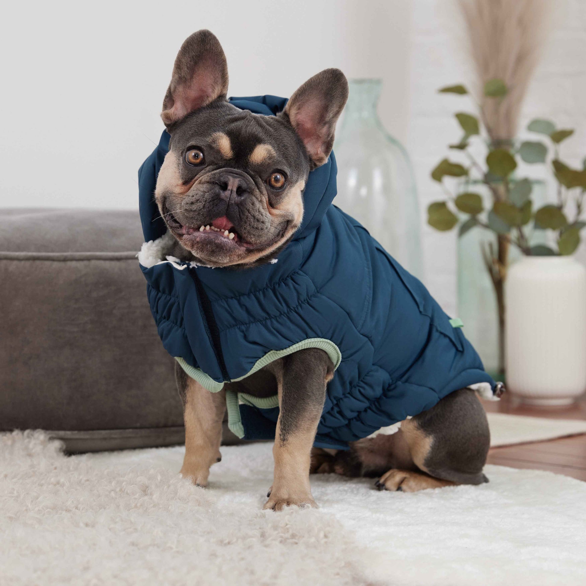 Arctic Parka - Teal on small dog