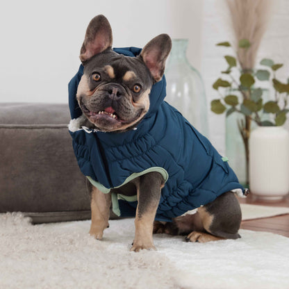 Arctic Parka - Teal on small dog