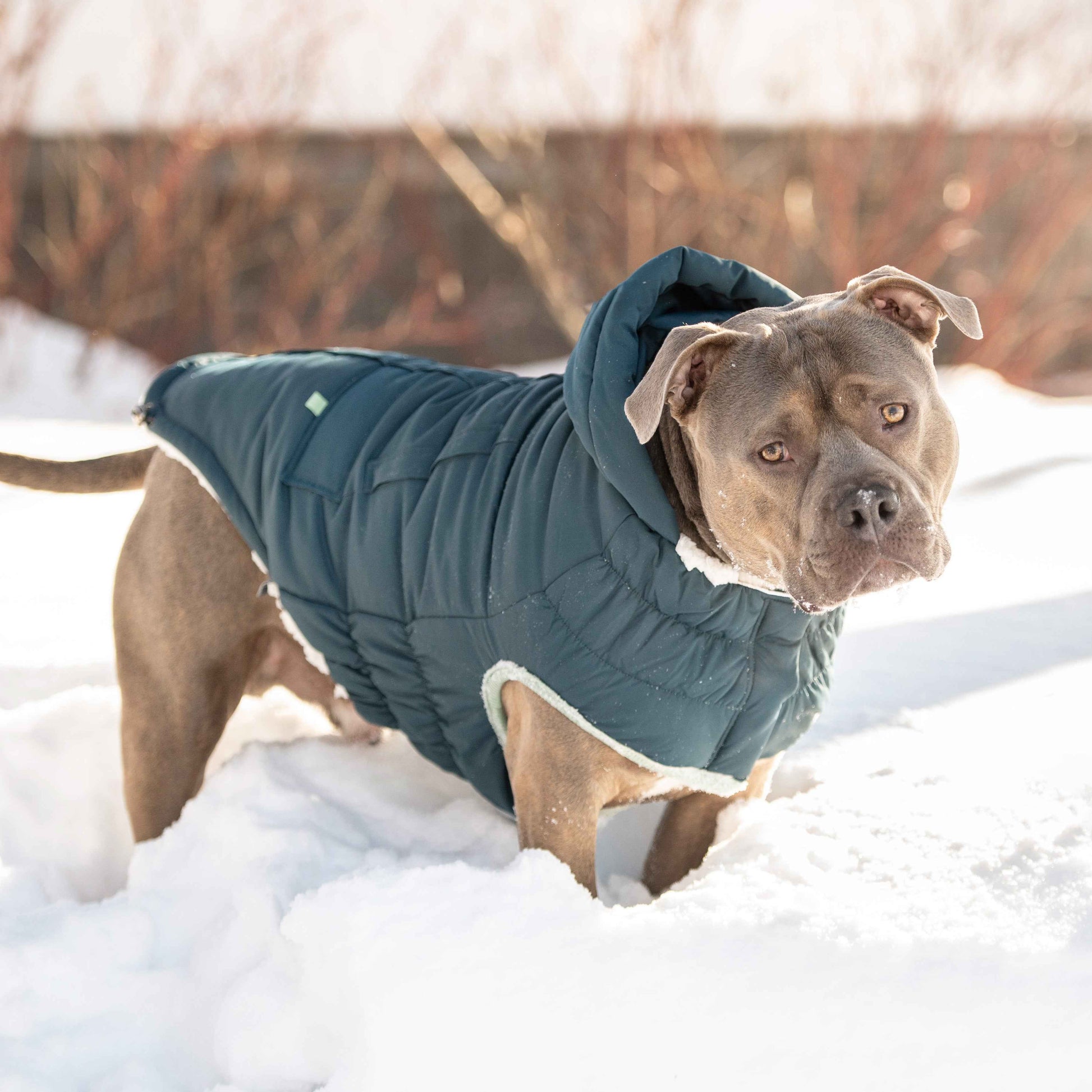 Arctic Parka - Teal on dog in snow