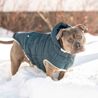 Arctic Parka - Teal on dog in snow